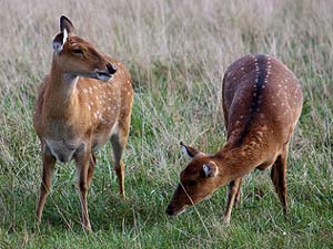 Sika Deer in meadow