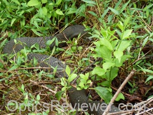 Northern water snake - close up